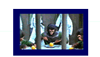 Apes are taken to the zoo